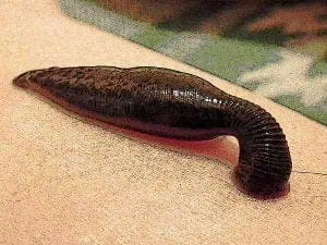 Plague Doctor Methods