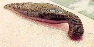 Plague Doctor Methods Blood Letting Sucking leech Middle Ages