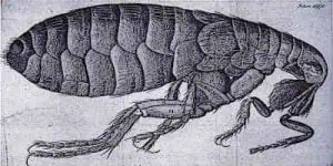 Spread of the Black Plague by Fleas 1