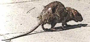 The Black Plague and Rats