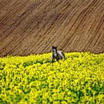 fief land lord manor