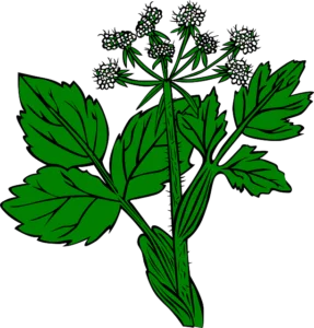 St Johns Wort - Medieval Doctors Cures