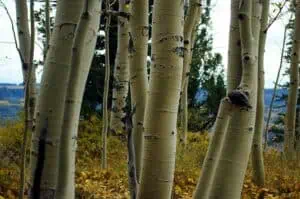 white bark aspens g50fafedb8 640